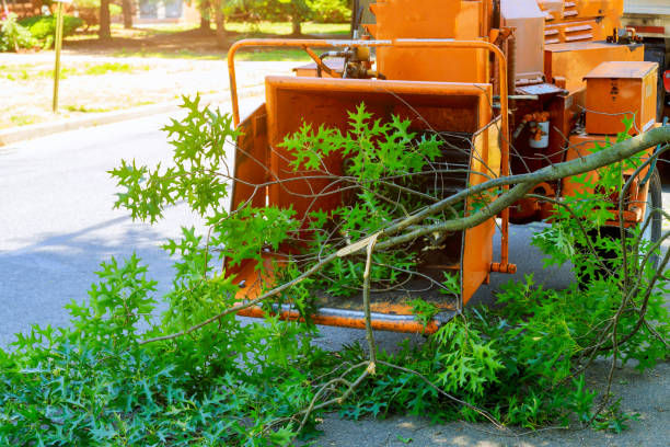 Dead Tree Removal in Berwick, PA